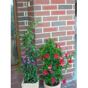 Lícová cihla K 689 sintra ardor. obr. 4&nbsp;